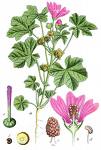 Malva Silvestris.jpg