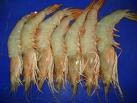 scrimps.jpg