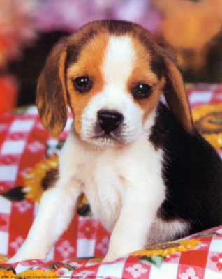 Beagle-Pup-Print-C10054590[1].jpg