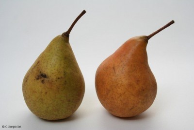 peren-t5286.jpg