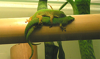 phelsuma3.jpg