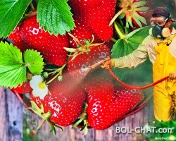 KOJE VOĆE ILI POVRĆE SADRŽI NAJVIŠE PESTICIDA? To su jagode, a vi ih jedete ko ludi (VIDEO
