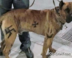 Sweden: Drawn a hooked cross on a dog and received a fine of 1,300 euros