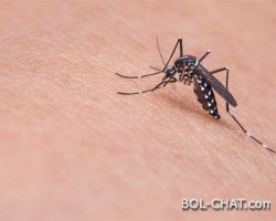 DEPOPULACIJSKI EKSPERIMET: Googleova sestrinska tvrtka počela sa ispuštanjem 20 milijuna komaraca zaraženih bakterijom koja uzrokuje neplodnost