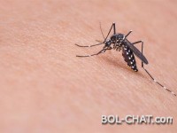 DEPOPULATING EXPERIMENT: Google's sister company began releasing 20 million mosquito-borne mosquitoes that cause infertility