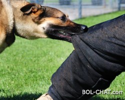 Otac polomio nogu sugrađaninu nakon što mu je pas ugrizao sina
