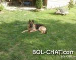 slike