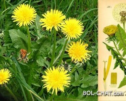 Denken Sie daran, 100 mal effektiver als Chemotherapie: Eine wundersame Pflanze tötet Krebszellen für 48 Stunden