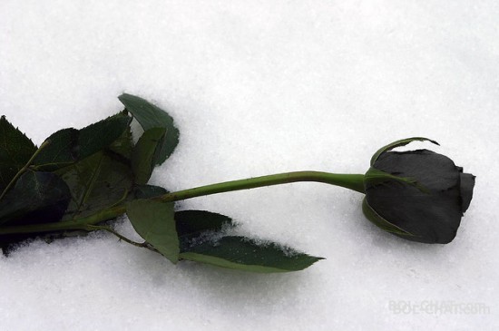 Black rose......
