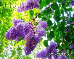 Wonderful lilac: A plant that successfully cleanses blood, heals the liver, fever, kidney stone, high blood pressure, and numerous psychological problems!